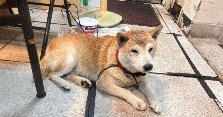 雷陣雨頻繁！狗狗被嚇到逃竄走失　動保處示警飼主：恐開罰3千