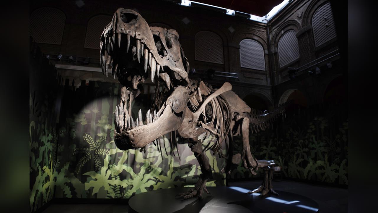 快新聞／顛覆認知！科學家最新研究　暴龍竟然是「這樣生長」