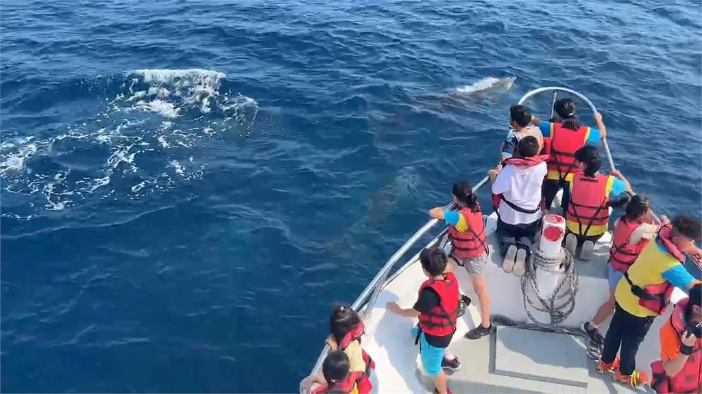 強震衝擊觀光花蓮遊客銳減　業者喊話：來賞鯨救觀光