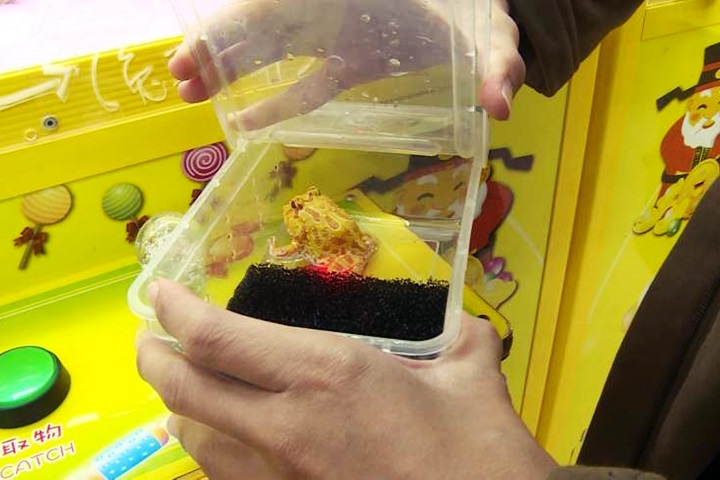 真的「娃蛙機」 夾塑膠盒把黃金角蛙帶回家