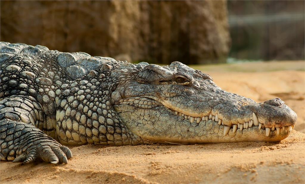 動物園鱷魚「拔腿狂奔」高速猛追馴獸員！遊客全看傻驚險影片曝光