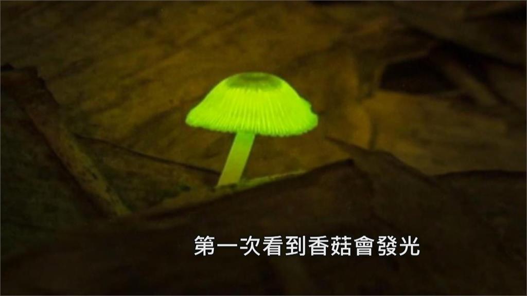 南投山林神秘綠光！　是螢火蟲？還是香菇？