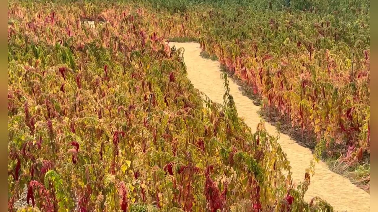 金峰原生藝術博覽會登場 原民辦桌融入在地食材吸客