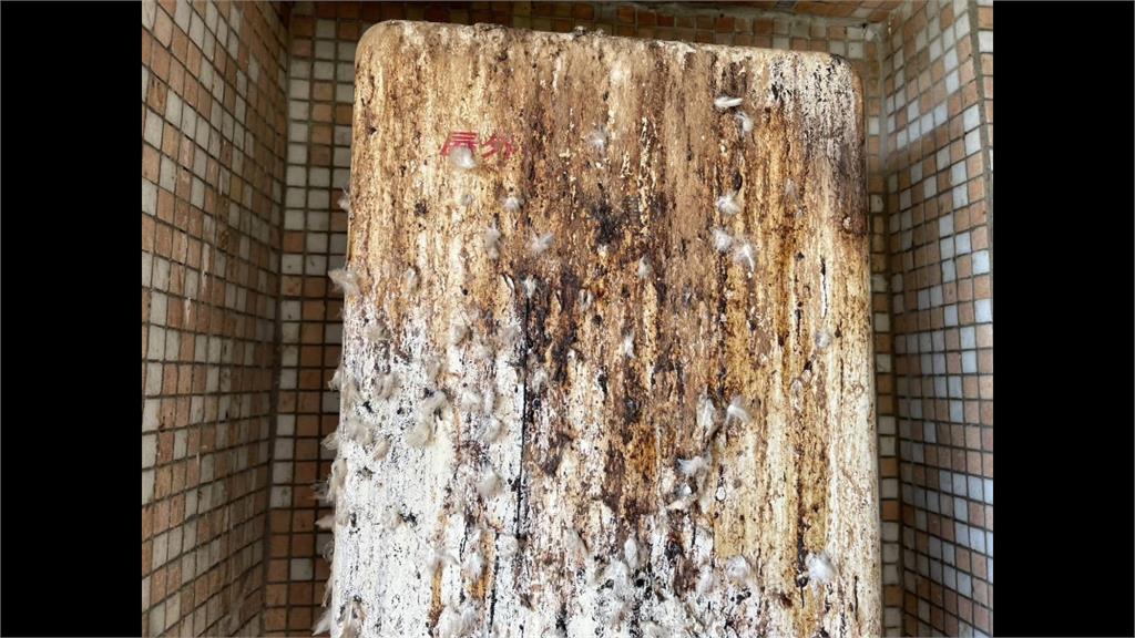 離奇火警！「鳥糞堆積」釀禍　住戶開熱水器突竄火舌