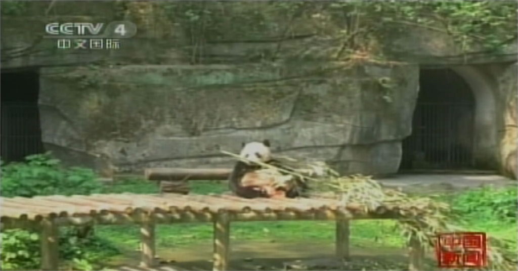 疫情影響竹子供應 加拿大動物園忍痛送貓熊回中國