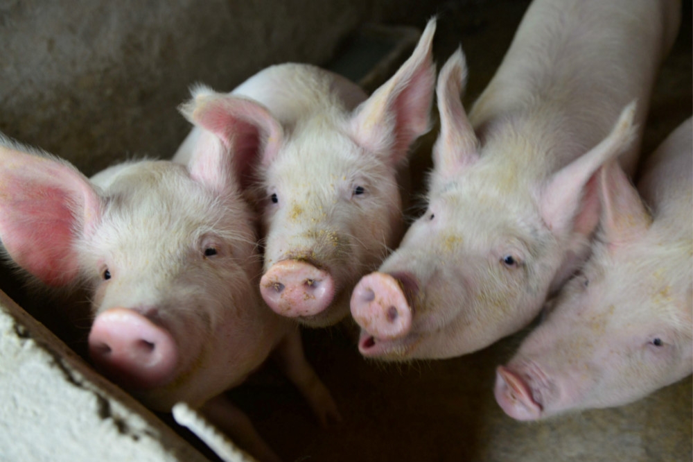 馬祖海漂豬確認驗出非洲豬瘟！豬肉製品禁運島內1週