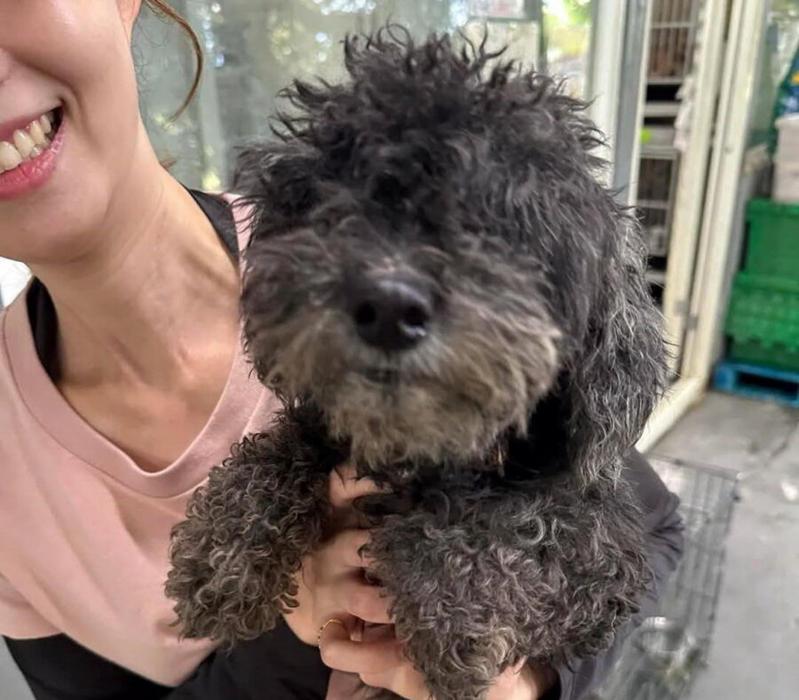 黑貴賓犬經治療找到新主人　動保處籲：提早絕育預防乳腺瘤