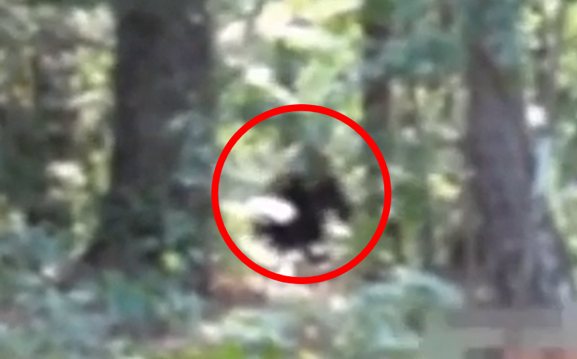 「大腳怪」22秒神秘身影曝光！巨大黑影現蹤樹林…專家：可能是真的