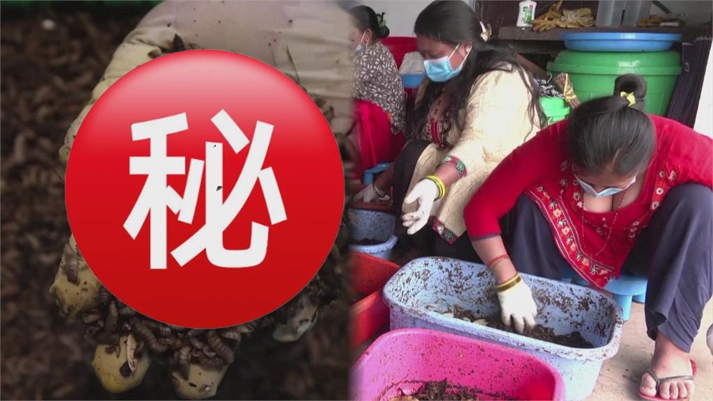驚悚畫面慎入！尼伯爾婦女靠「餵養蛆蟲」賺錢　蒼蠅成新黑金旋風