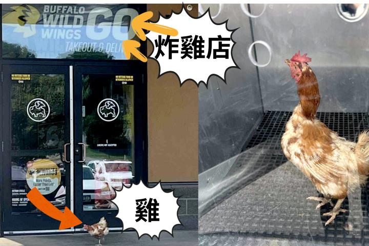 母雞迷路直衝「炸雞連鎖店」門口　地獄迷因畫面網瘋傳：「奇雞」生還