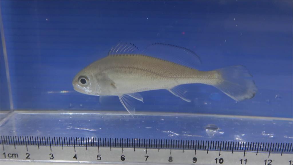 農委會水產試驗領先全球　首度人工培育黑喉幼魚成功