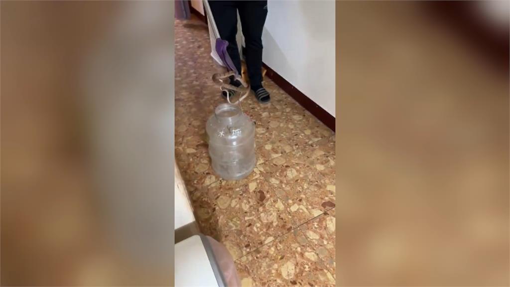 台北社子島成毒蛇島？　2天抓3隻居民好崩潰！懷疑這件事