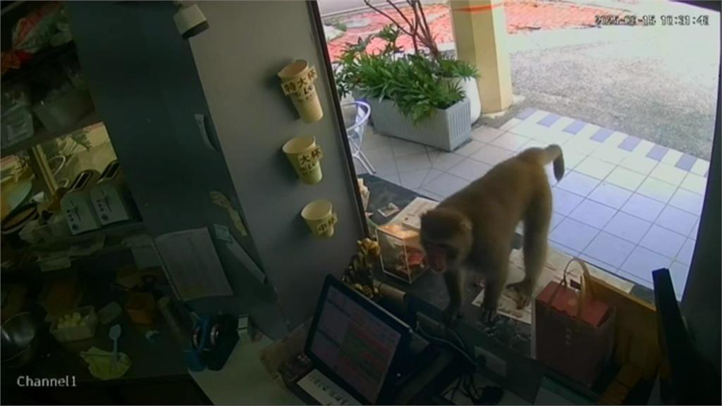 獼猴頻上門光顧「搶劫早餐店」 「翻箱倒櫃」店家超無奈