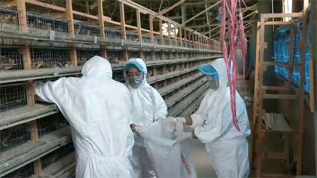 全台首例鵪鶉場感染禽流感 4萬多隻鵪鶉全數撲殺
