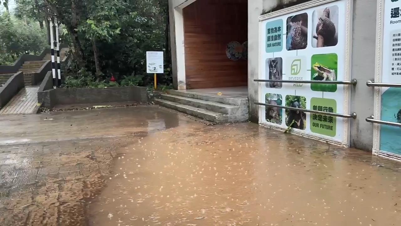 快新聞／大雨狂轟文山！北市動物園「這2館」災情慘重　重新開放時間曝