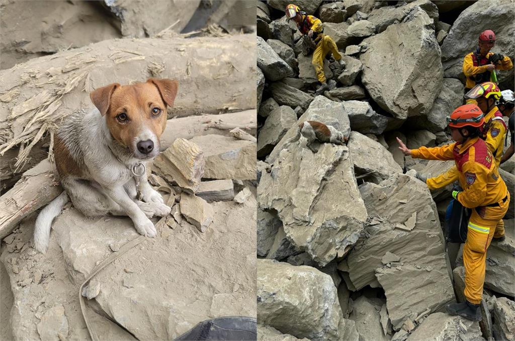 花蓮搜救犬Wilson訓練墜樓亡 曾參與地震任務立功