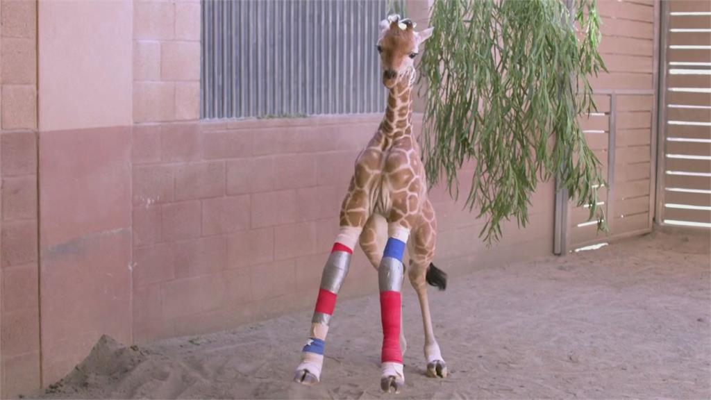 人類助新生！長頸鹿剛出生就軟腳　美國醫打造「動物紋膝輔具」幫牠前行