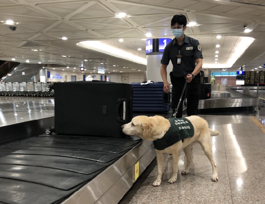 確保檢疫犬與人員安全 ！桃機全面使用二氧化氯清消 