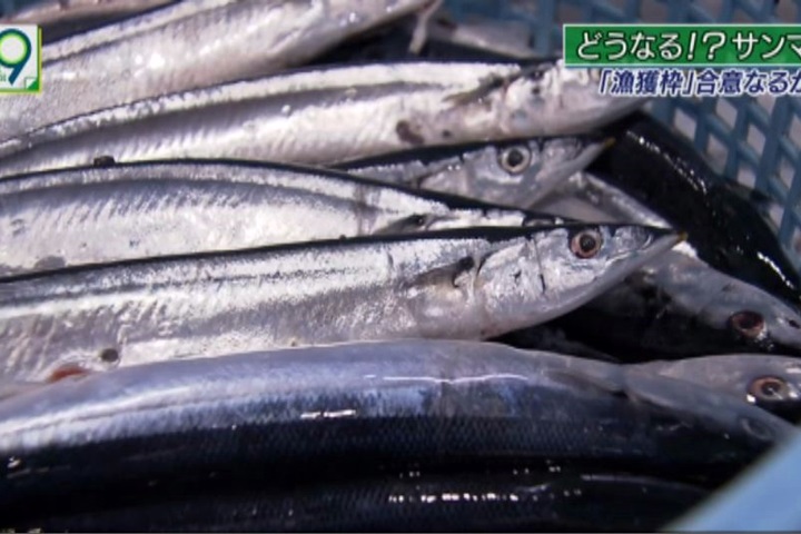 捕不到秋刀魚！日本提各國捕撈量限制