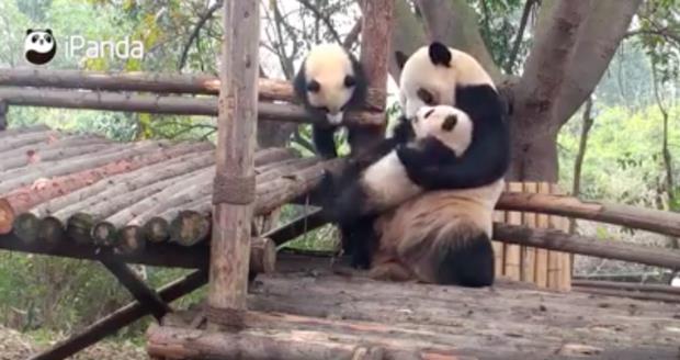 熊貓媽媽對小孩「超級粗魯」！超狂舉動讓網友笑翻：「終於知道為什麼差點絕種」｜寵物愛很大