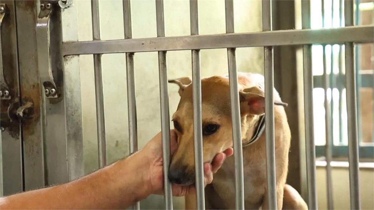 快新聞／遊蕩犬問題難解！動保批評「林地蓋收容所」政策　農業部說話了