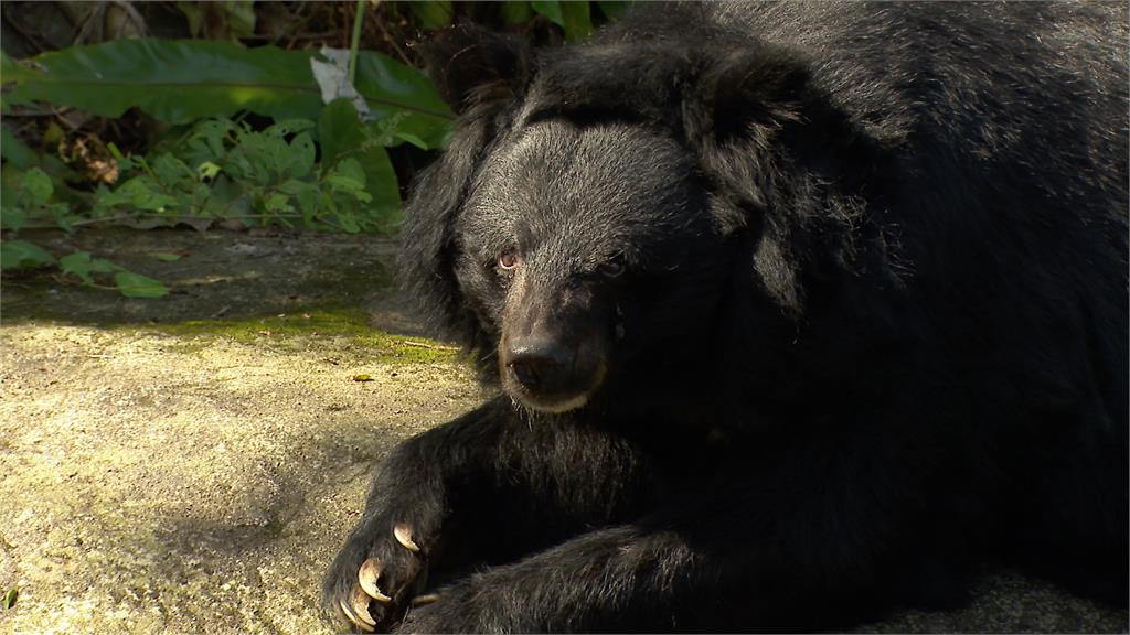 遊客心疼投訴 嫌台灣黑熊太瘦　台北動物園澄清：年老但沒過瘦