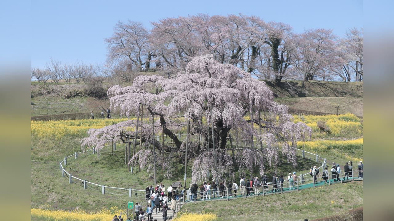 日本入春氣候多變　陰雨綿綿變高溫晴天「溫差大」