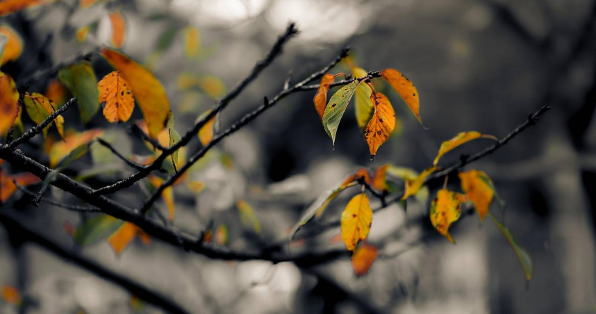 86歲老翁散步有落葉被吹進嘴裡 吐掉遭控「隨地吐痰」挨罰上萬元