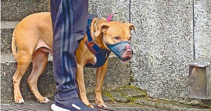 飼主有權探望卻未見人影！　Lucky待收容所最新情況曝