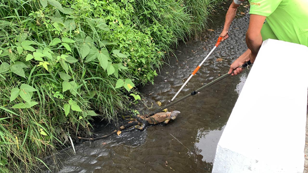 快新聞/台東森林公園驚見巨型綠鬣蜥 農業處:可能攜帶寄生蟲與沙門氏菌