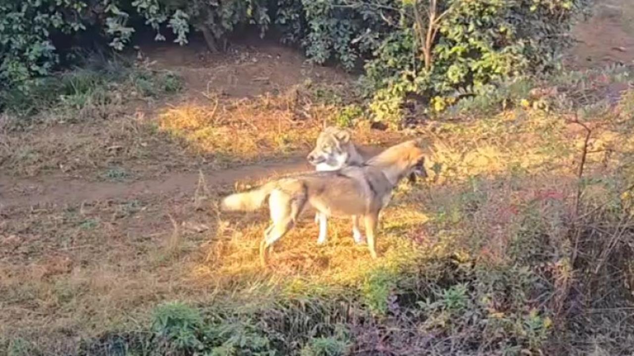 快新聞/狼來了!東京1動物園「野狼脫逃中」 園區急關閉捕捉
