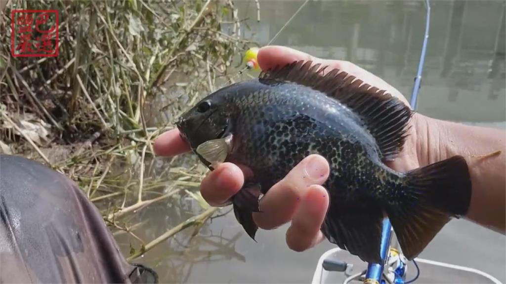 公園免費釣餌超好用！達人抓野生蝸牛當魚餌　「每發必中」咬況意外優秀