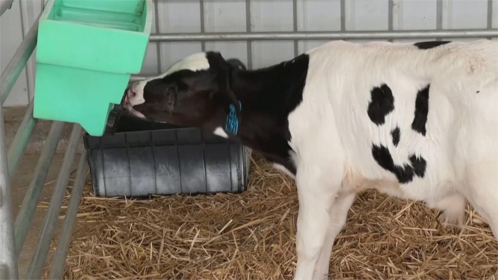 澳洲小牛身上斑點像"笑臉"　引民眾搶拍