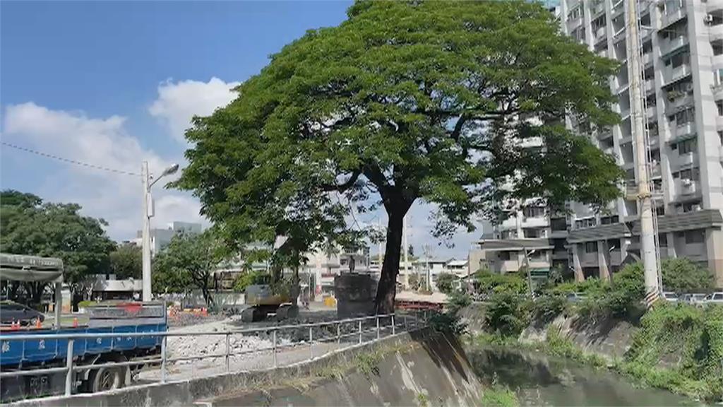 近百歲雨豆樹生長縮減防汛道路　頻遭車輛擦撞、屏大拆牆「讓路」