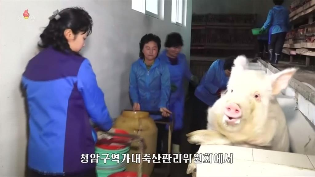 北朝鮮爆非洲豬瘟  南韓召開緊急會議