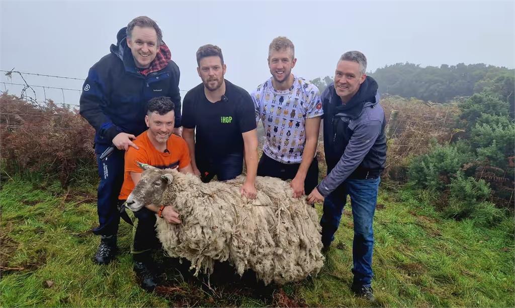 快新聞／受困蘇格蘭岩灘長達2年　「英國最孤獨的綿羊」獲救了