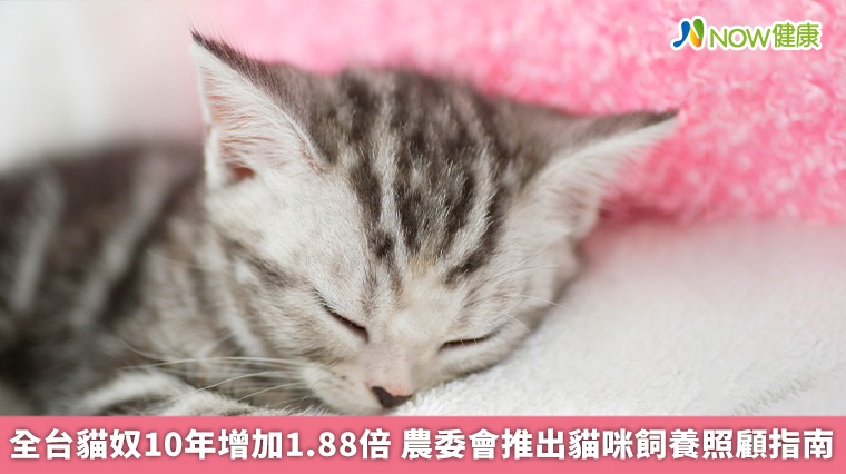 全台貓奴10年增加1.88倍　農委會推出貓咪飼養照顧指南