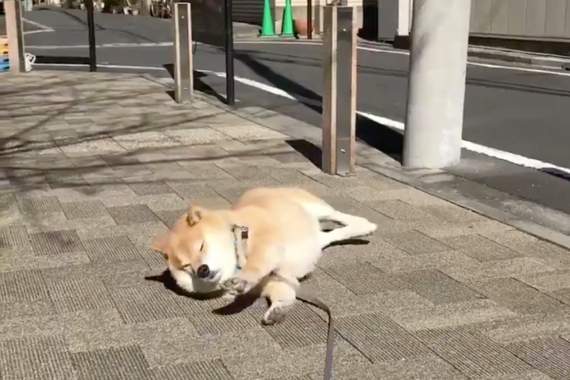 不想回家《柴犬まる》曬太陽好舒服哇～汪星人爽躺秒睡畫面超療癒