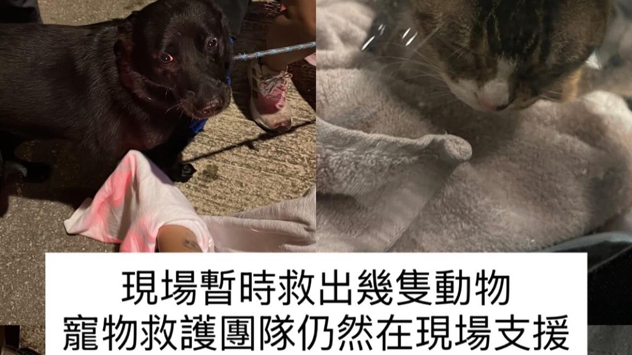 香港大火/宏福苑惡火逾150隻「毛孩」待援!百名爸媽淚求:我家貓還在裡面