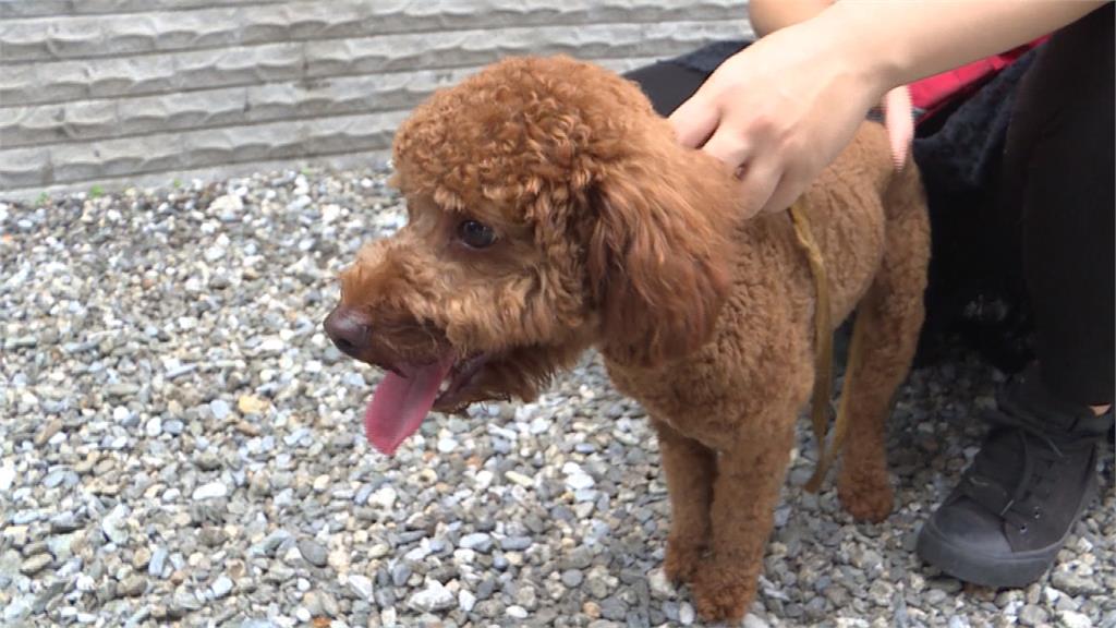 治療犬首度進駐花蓮！考試項目有這些