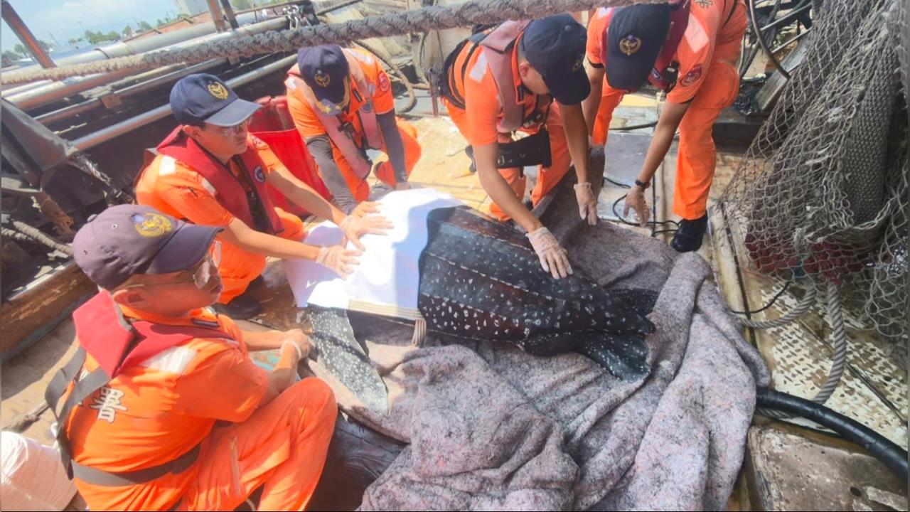 高雄漁船誤捕「世界最重爬蟲類」　船長緊急求助海巡署　送海生館照護