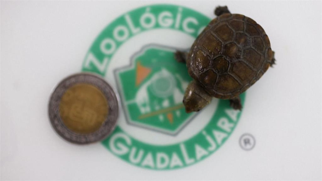墨西哥「世界最小龜」僅銅板大瀕臨絕跡　動物園保育成功「人為孵化」