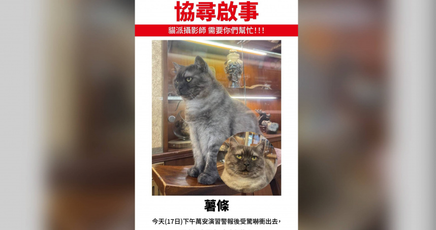 被演習警報嚇到！迪化街貓店長「薯條」驚嚇走失　飼主急協尋
