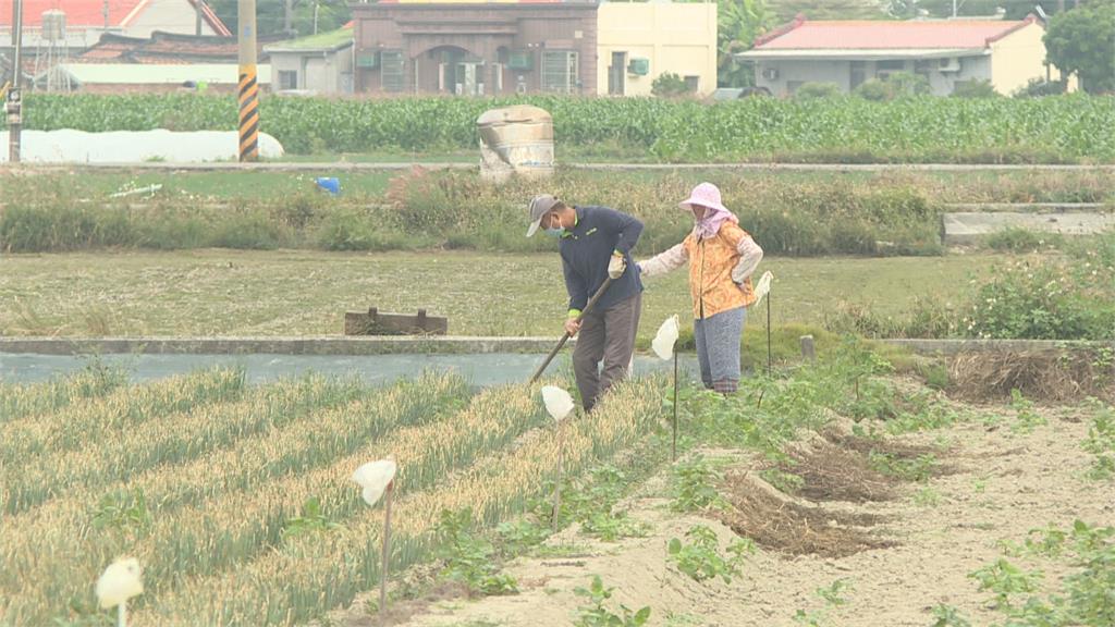 台南紅蔥頭產量減半　價格崩跌　農糧署將首度啟動「加工計畫」
