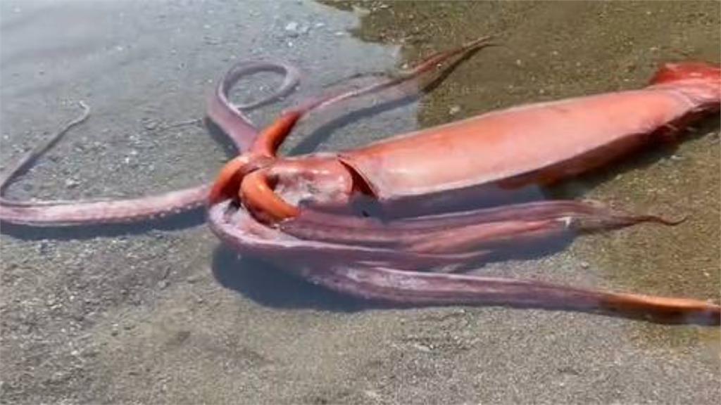 「3公尺巨型魷魚」現身日本海灘！網怕爆：會不會是大地震前兆？