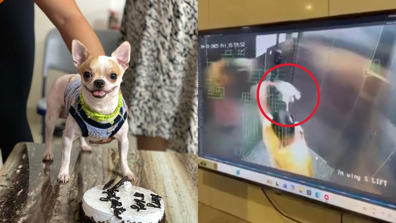 女傭電梯虐狗「活活摔死」!飼主心碎曝光「最後60秒監視器」畫面