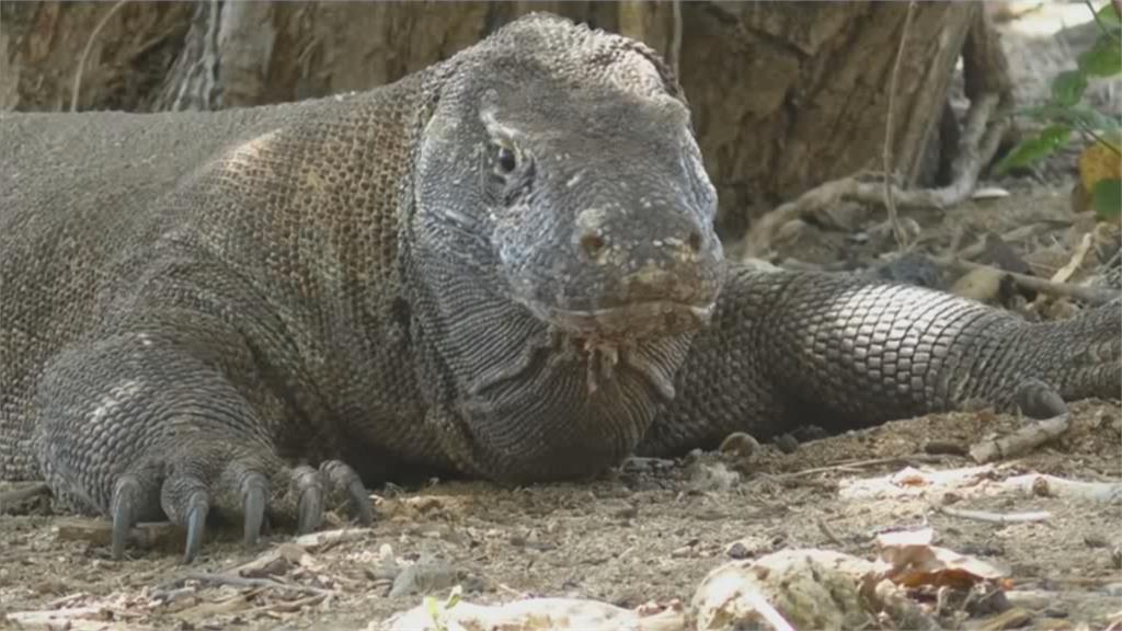 印尼大肆開發「科莫多國家公園」 恐危害科莫多巨蜥