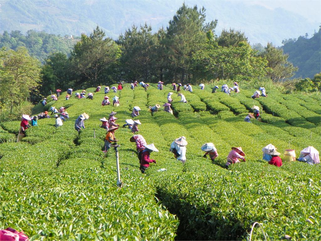 名揚海外！台灣高山紅茶奪國際競賽「金獎」　茶莊二代揭命名深刻意涵