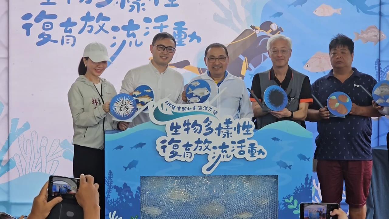 海洋永續發展！貢寮推海洋生態復原　流放十萬顆紫海膽