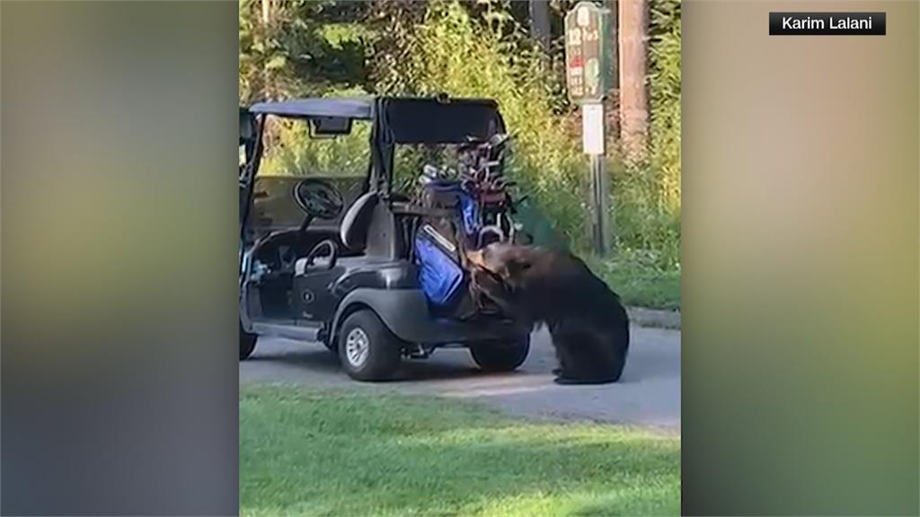 高爾夫球場有「Bear」來！　叼走球袋　網路爆紅